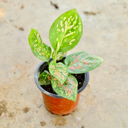 Buy Aglaonema Pink Dalmatian in 4 Inch Nursery Pot Online | Urvann.com