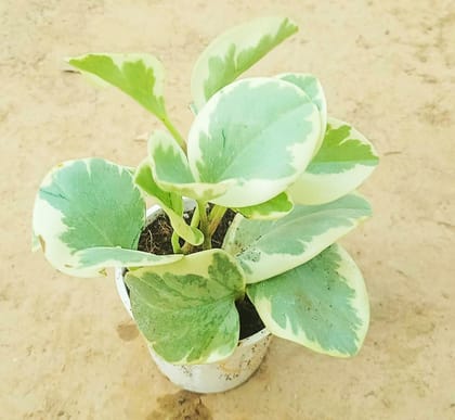 Variegated Peperomia / Radiator Plant in 4 Inch Nursery Pot