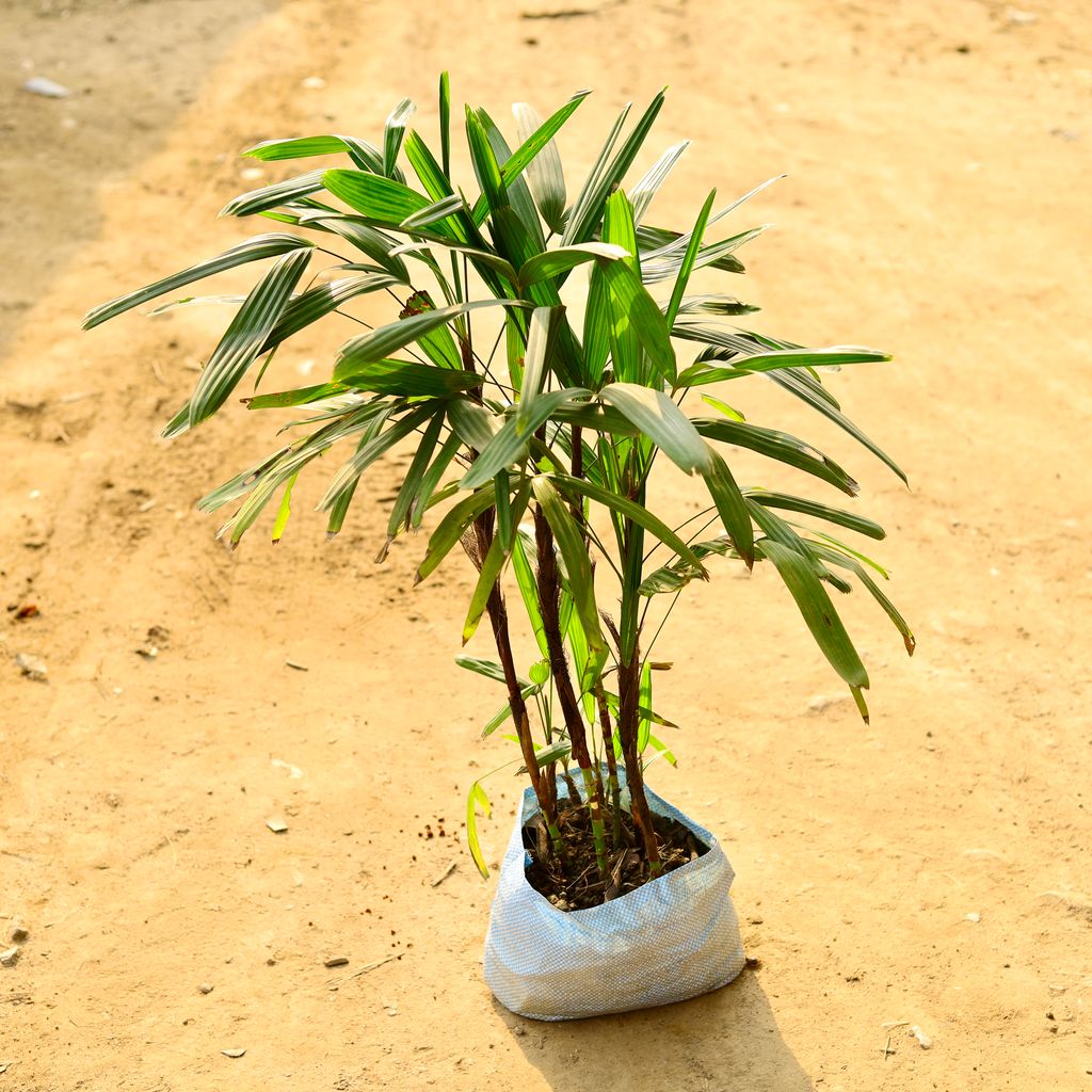 Raphis Palm (~ 4 Ft) in 10 Inch Nursery Bag