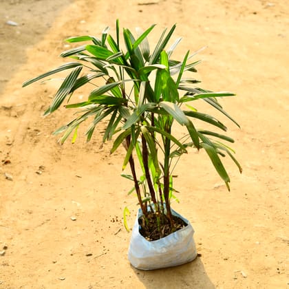 Buy Raphis Palm (~ 4 Ft) in 10 Inch Nursery Bag Online | Urvann.com