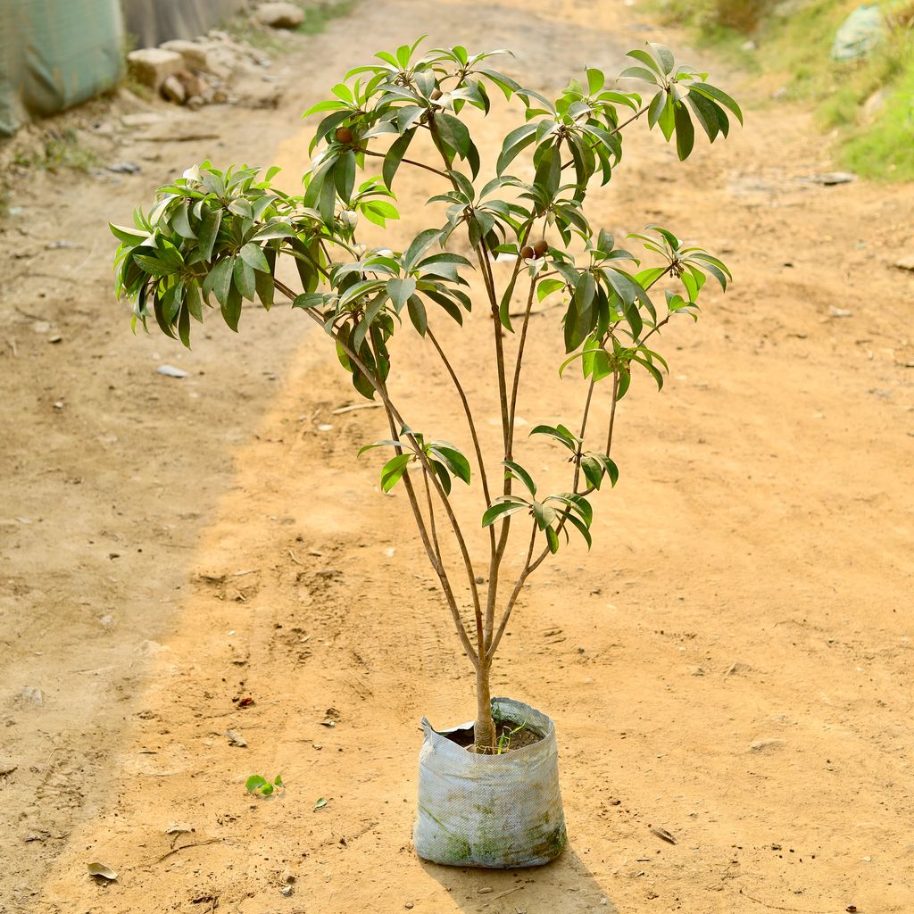 Cheeku / Sapodilla (~ 3.5 Ft) in 10 Inch Nursery Bag