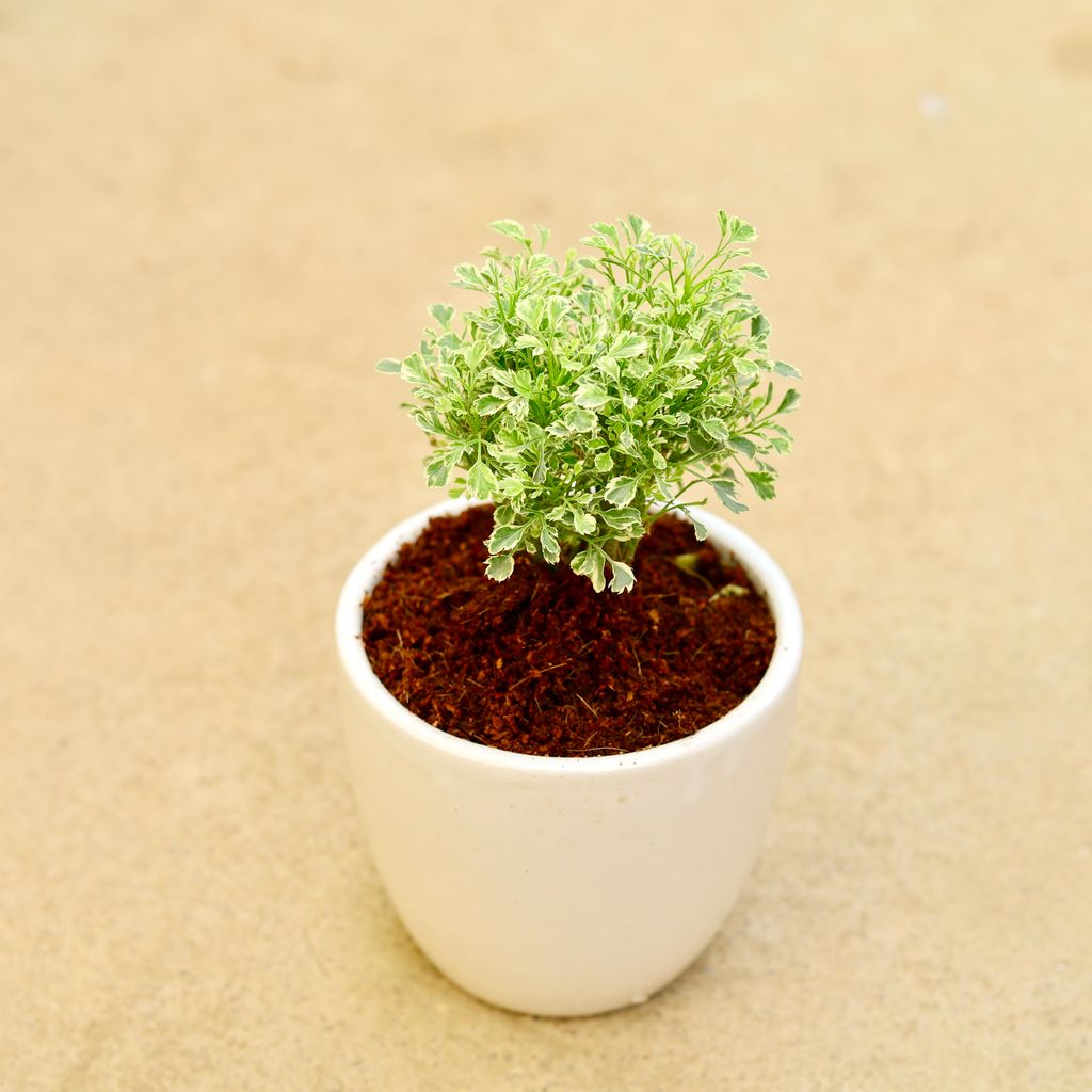 Aralia Vareigated in 6 Inch Classy White Cup Ceramic Pot