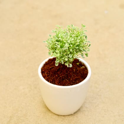 Buy Aralia Vareigated in 6 Inch  Classy White Cup Ceramic Pot Online | Urvann.com