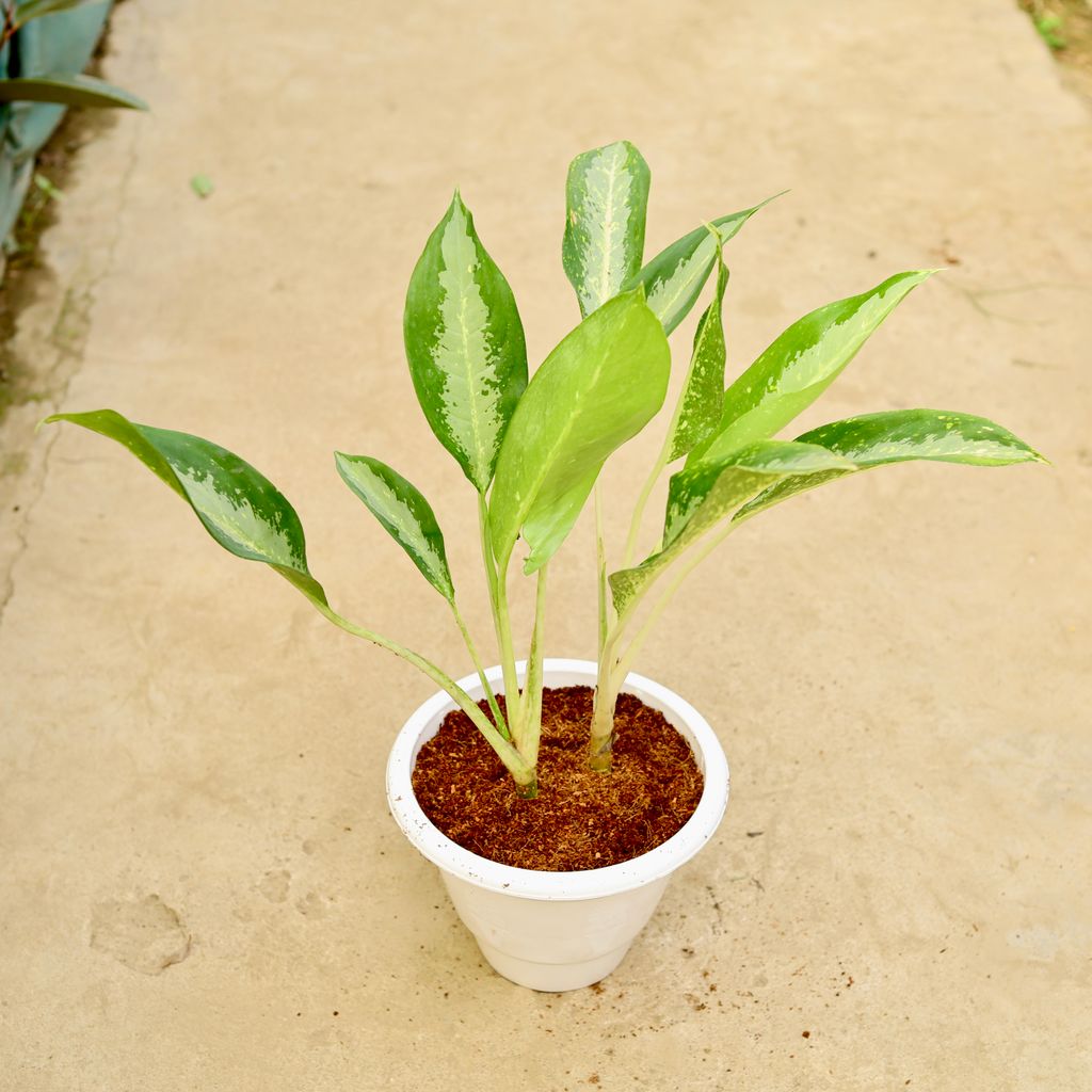 Aglaonema Dove in 10 Inch White Classy Plastic Pot