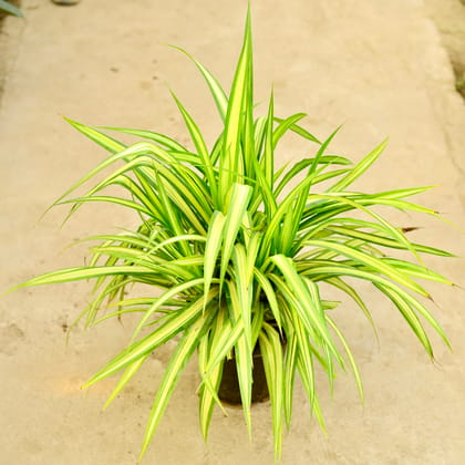 Buy Pandanus (Pune Variety) in 8 Inch Nursery Pot Online | Urvann.com