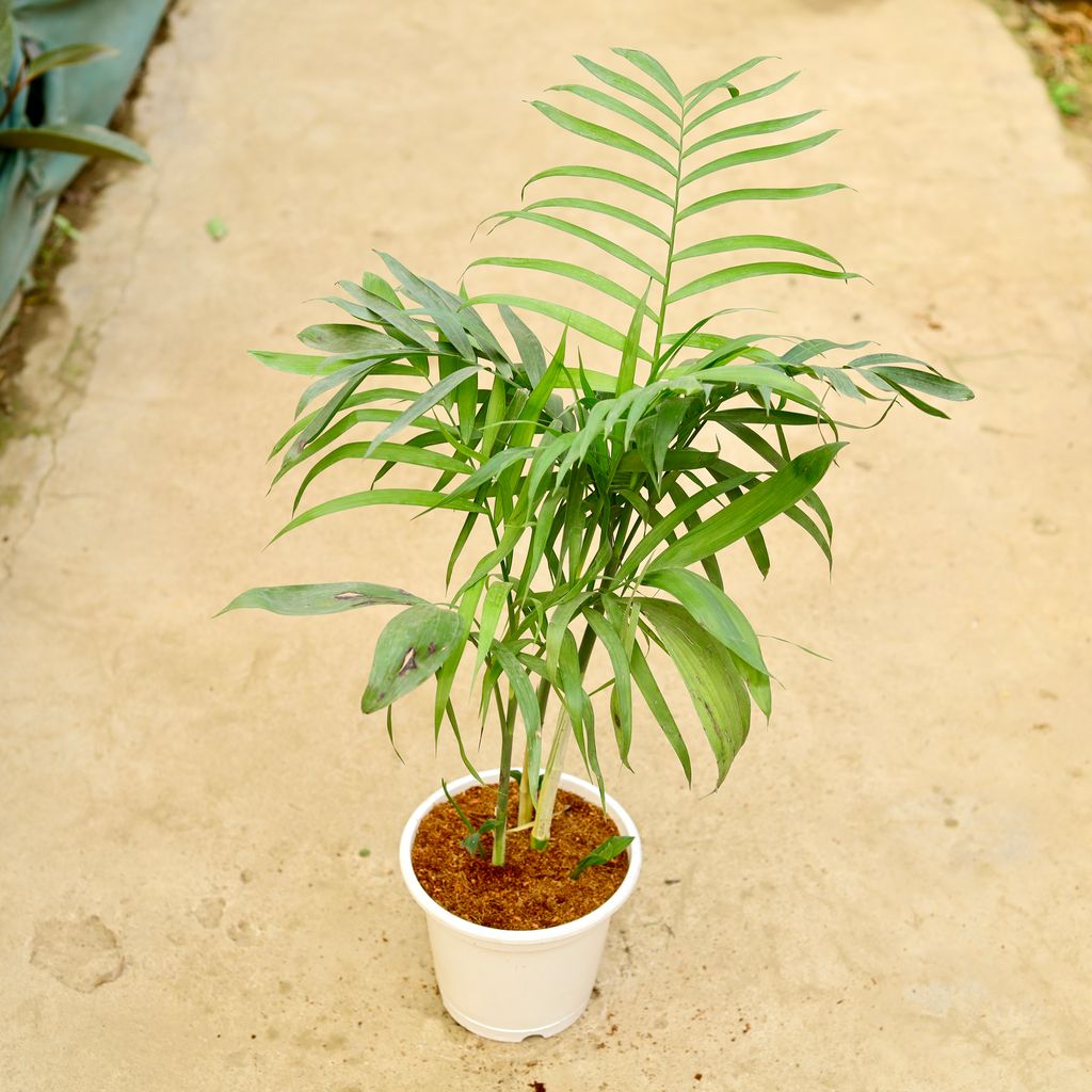 Bamboo / Cane Palm (~ 4 Ft) in 8 Inch White Nursery Pot