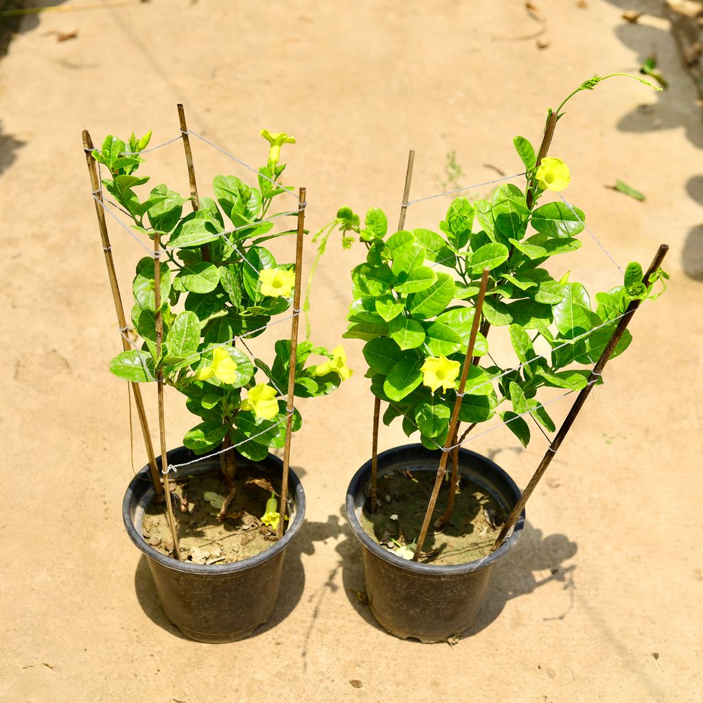 Set of 2 - Allamanda (any colour) in 8 Inch Nursery Pot