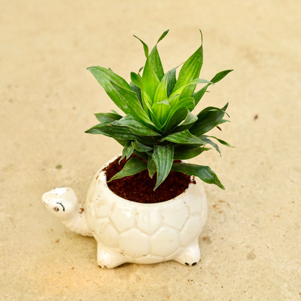 Dracaena Compacta in 6 Inch White Tortoise Designer Ceramic Pot