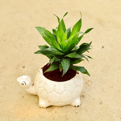 Buy Dracaena Compacta in 6 Inch White Tortoise Designer Ceramic Pot Online | Urvann.com