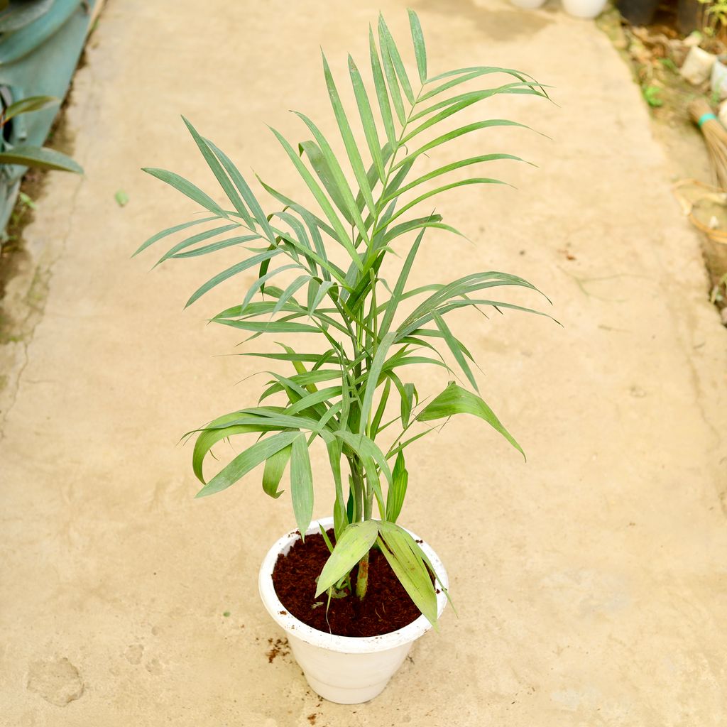 Bamboo / Cane Palm (~ 4 Ft) in 10 Inch White Classy Plastic Pot