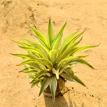 Buy Kamal Cactus / Agave in 8 Inch Nursery Pot Online | Urvann.com