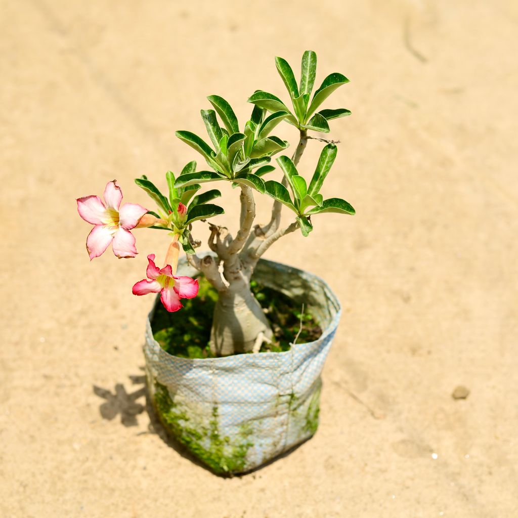 Adenium (any colour) in 8 Inch Nursery Bag