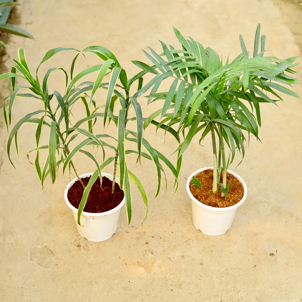 Set of 2 - Cane Palm & Dracaena Varmica in 8 Inch White Nursery Pot