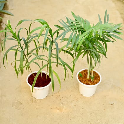 Buy Set of 2 - Cane Palm & Dracaena Varmica in 8 Inch White Nursery Pot Online | Urvann.com