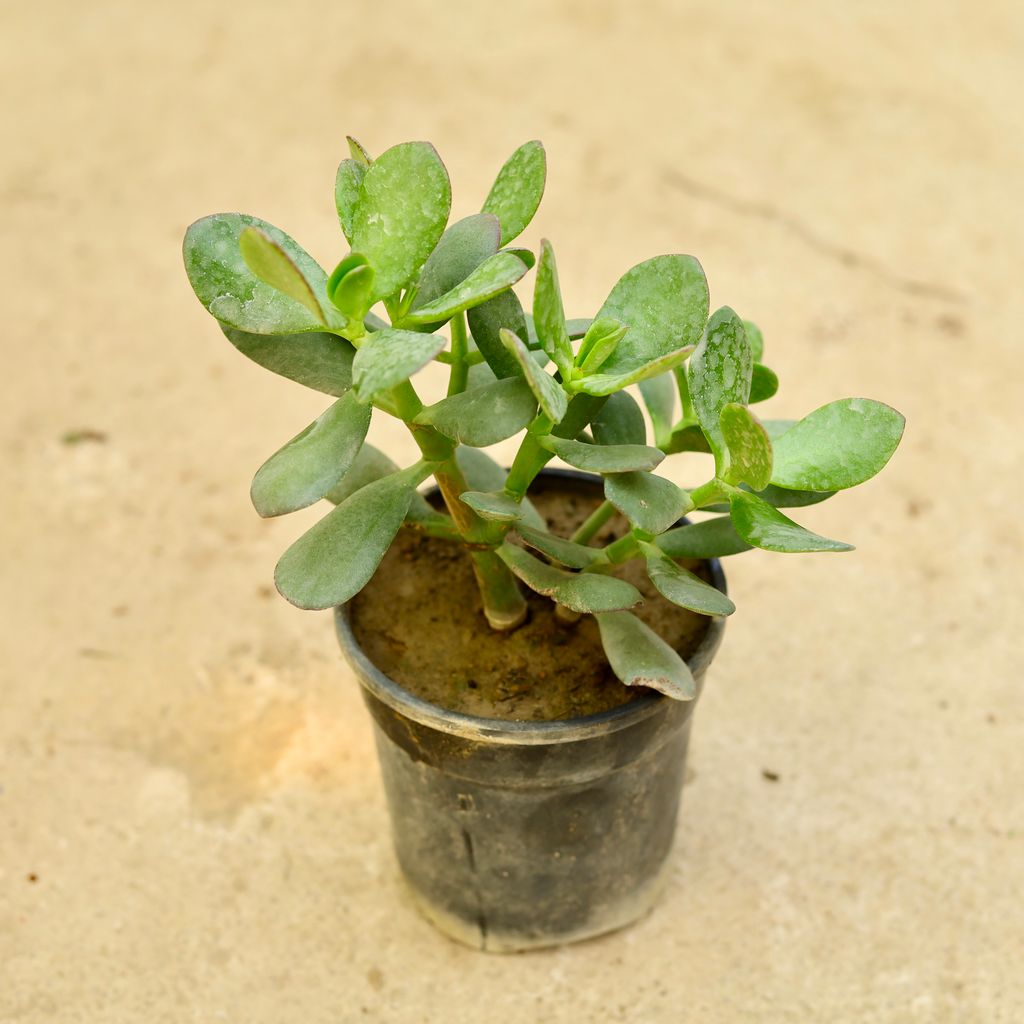 Crassula Jade Succulent in 5 Inch Nursery Pot