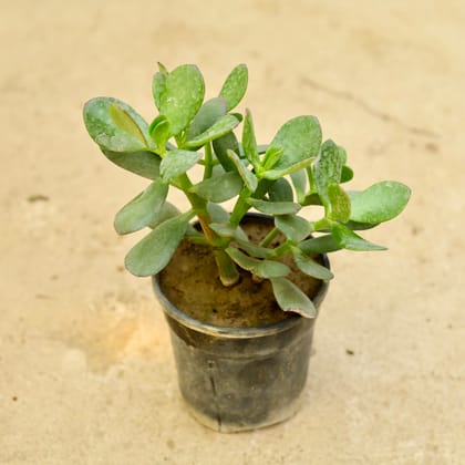 Buy Crassula Jade Succulent in 5 Inch Nursery Pot Online | Urvann.com