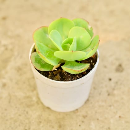 Buy Kalanchoe Green Succulent in 3 Inch Nursery Pot Online | Urvann.com