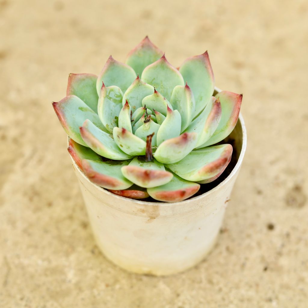 Echevaria Derosa Succulent in 3 Inch Nursery Pot