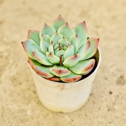 Buy Echevaria Derosa Succulent in 3 Inch Nursery Pot Online | Urvann.com