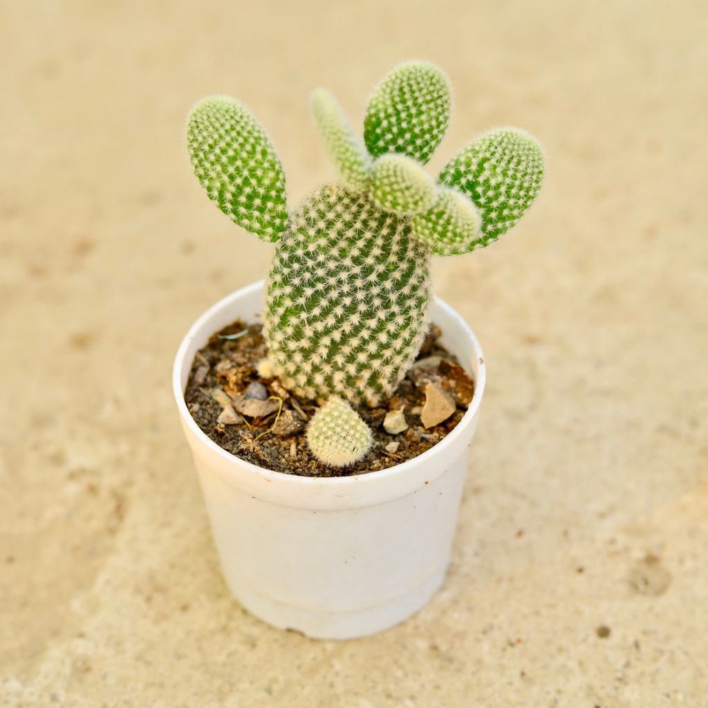 Bunny Ear Cactus in 3 Inch Nursery Pot