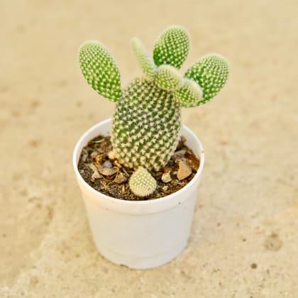 Buy Bunny Ear Cactus in 3 Inch Nursery Pot Online | Urvann.com