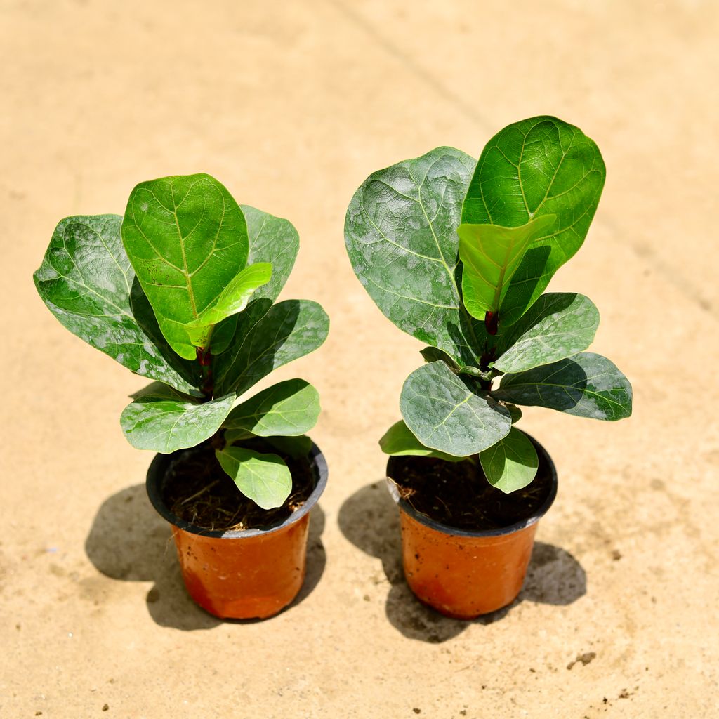 Set of 2 - Fiddle Leaf Fig / Ficus Lyrata in 4 Inch Nursery Pot