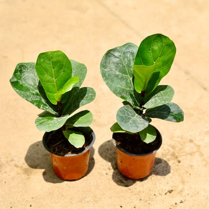 Buy Set of 2 - Fiddle Leaf Fig / Ficus Lyrata in 4 Inch Nursery Pot Online | Urvann.com