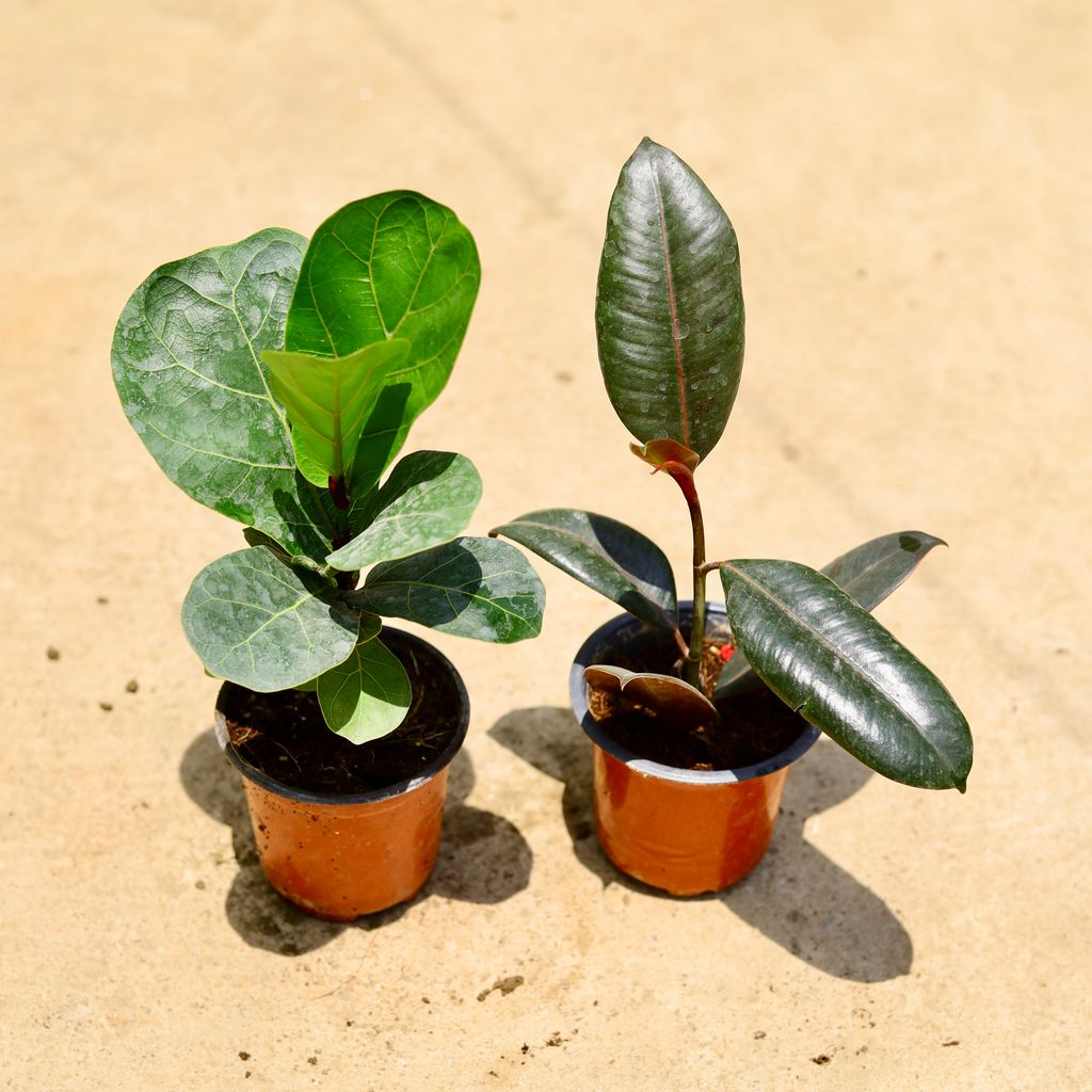 Set of 2 - Fiddle Leaf Fig / Ficus Lyrata & Rubber green in 4 Inch Nursery Pot