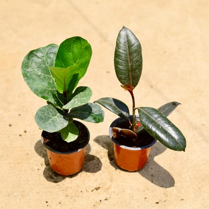 Buy Set of 2 - Fiddle Leaf Fig / Ficus Lyrata & Rubber green in 4 Inch Nursery Pot Online | Urvann.com