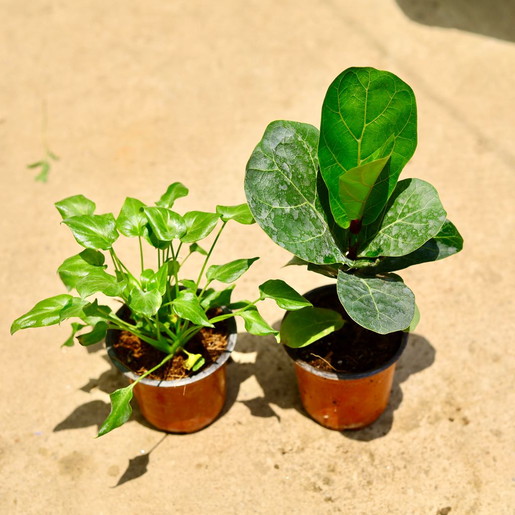 Set of 2 - Xanadu green & Fiddle Leaf Fig / Ficus Lyrata in 4 Inch Nursery Pot