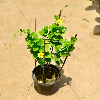 Buy Allamanda (any colour) in 8 Inch Nursery Pot Online | Urvann.com