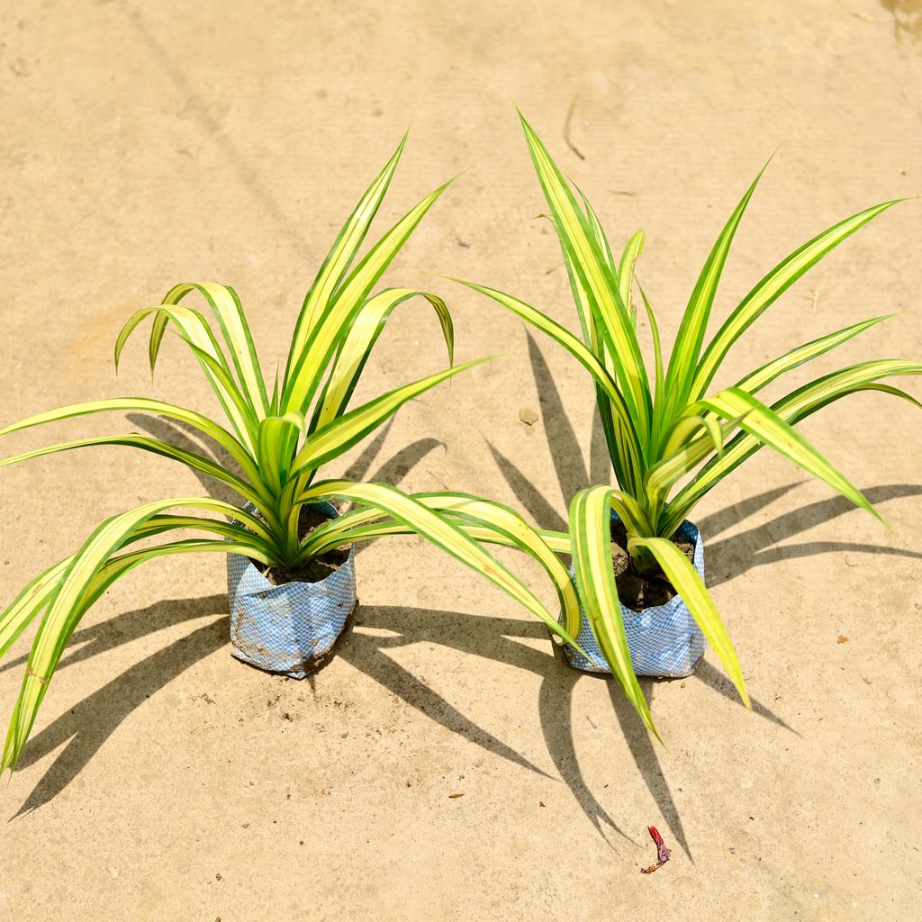 Set of 2 - Pandanus in 4 Inch Nursery Bag