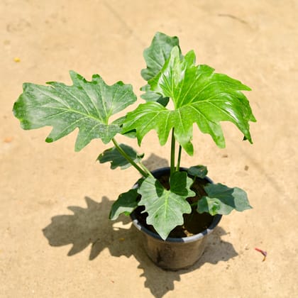 Buy Philodendron Selloum in 8 Inch Nursery Pot Online | Urvann.com