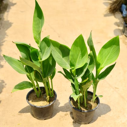Buy Set of 2 - Canna Lily in 8 Inch Nursery Pot Online | Urvann.com