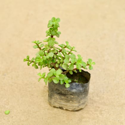 Buy Jade  in 4 Inch Nursery Bag Online | Urvann.com