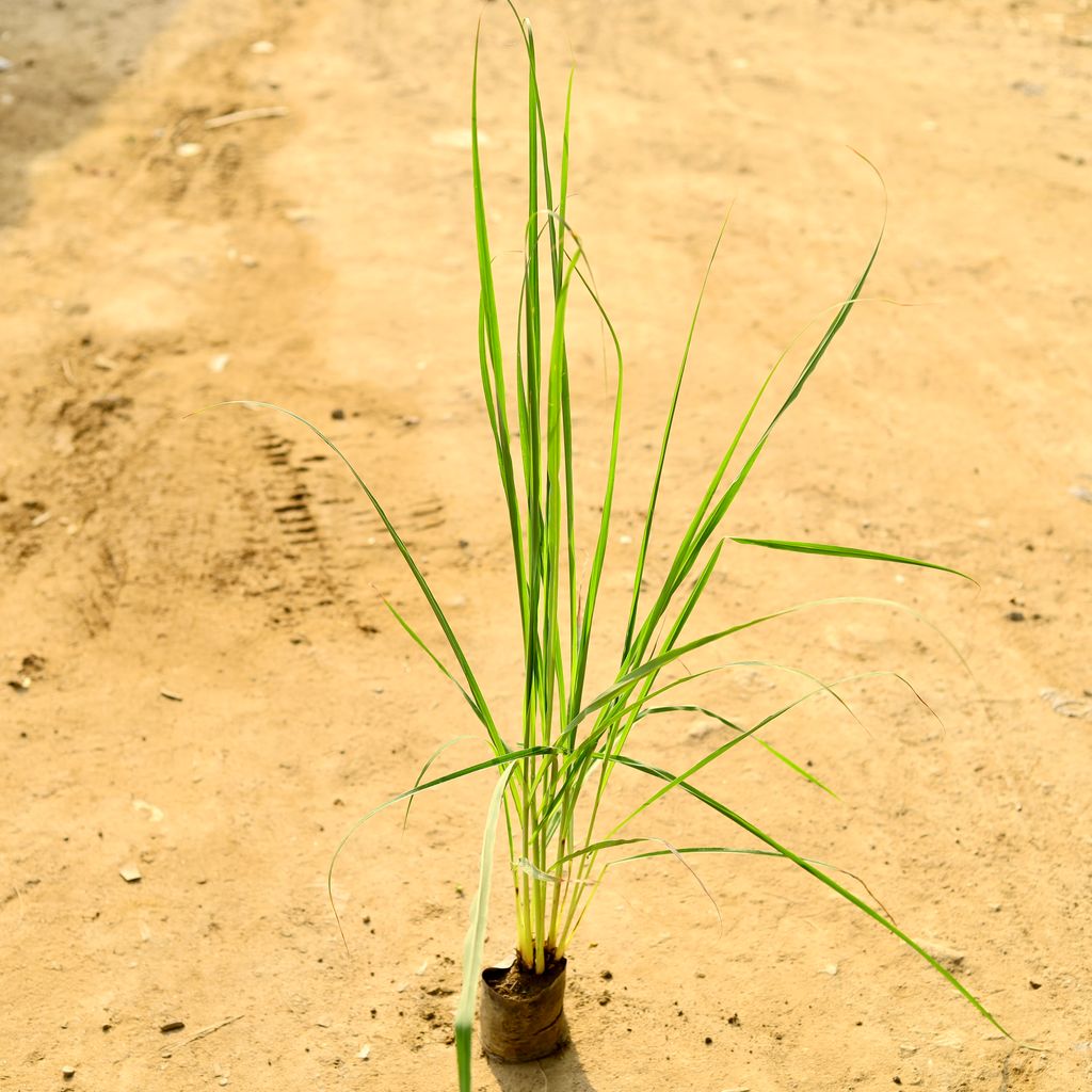 Lemon Grass in 4 Inch Nursery Bag