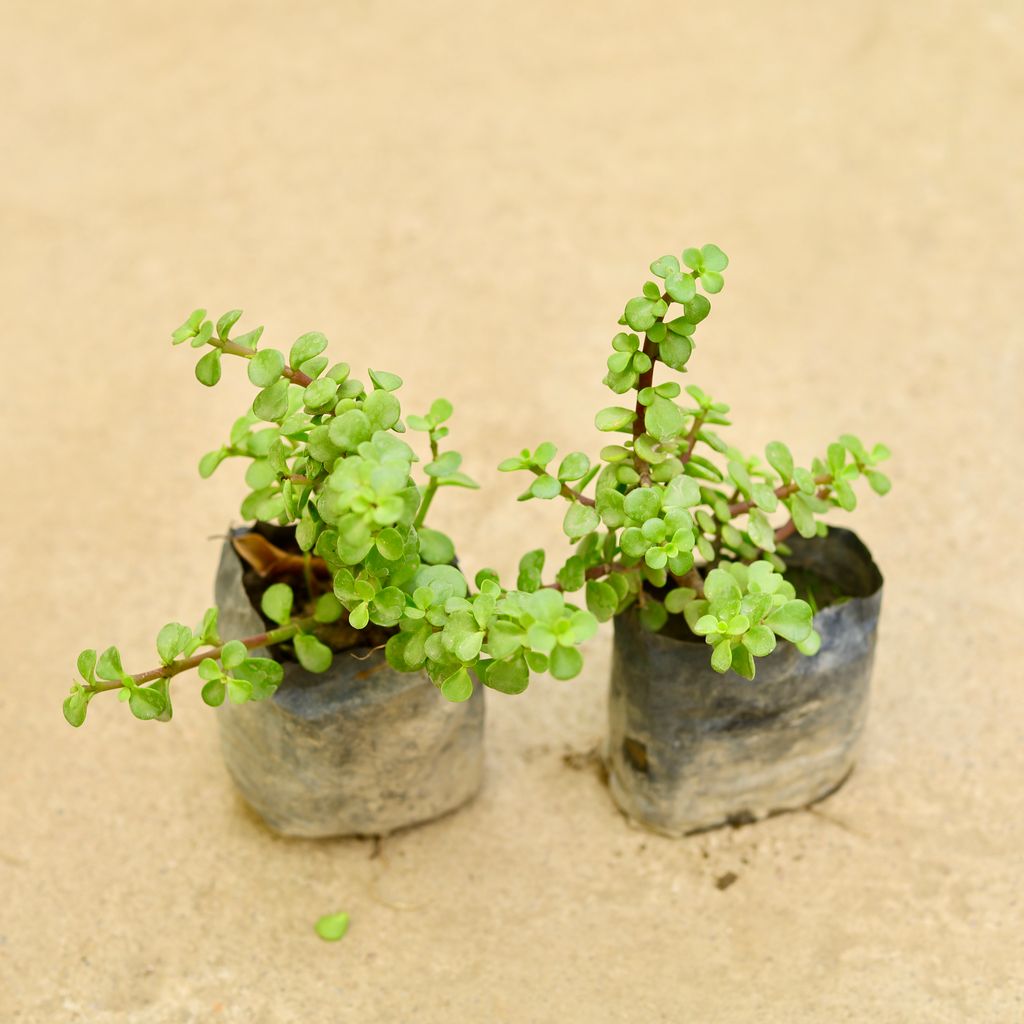 Set of 2 - Jade in 4 Inch Nursery Bag