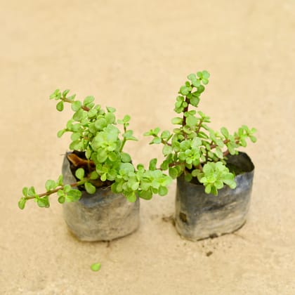 Buy Set of 2 - Jade in 4 Inch Nursery Bag Online | Urvann.com