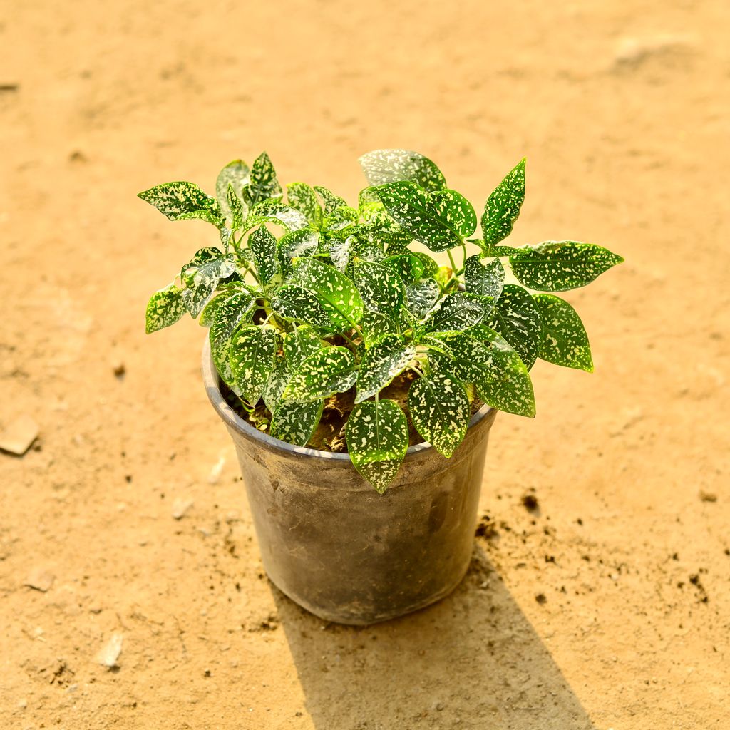 Hypoestes / Polka Dot (any colour) in 6 Inch Nursery Pot