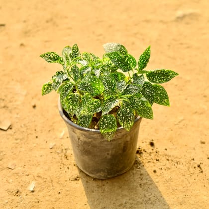 Buy Hypoestes / Polka Dot White  in 6 Inch Nursery Pot Online | Urvann.com