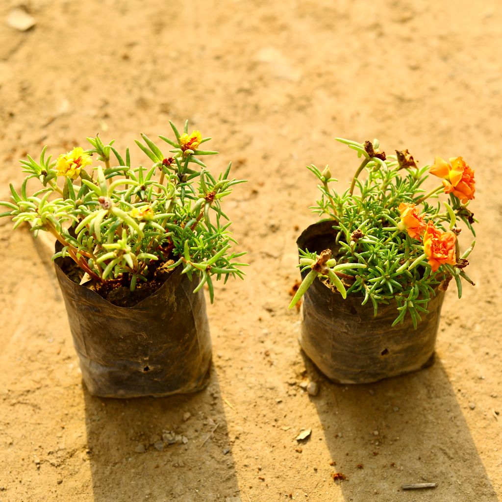 Set of 2 - Portulaca Moss rose (Orange & Yellow) in 4 Inch Nursery Bag