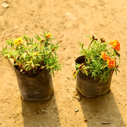 Buy Set of 2 - Portulaca Moss rose (Orange & Yellow) in 4 Inch Nursery Bag Online | Urvann.com