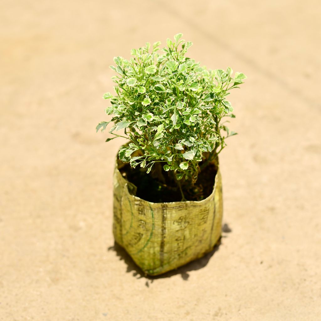 Aralia Vareigated in 8 Inch Nursery Bag