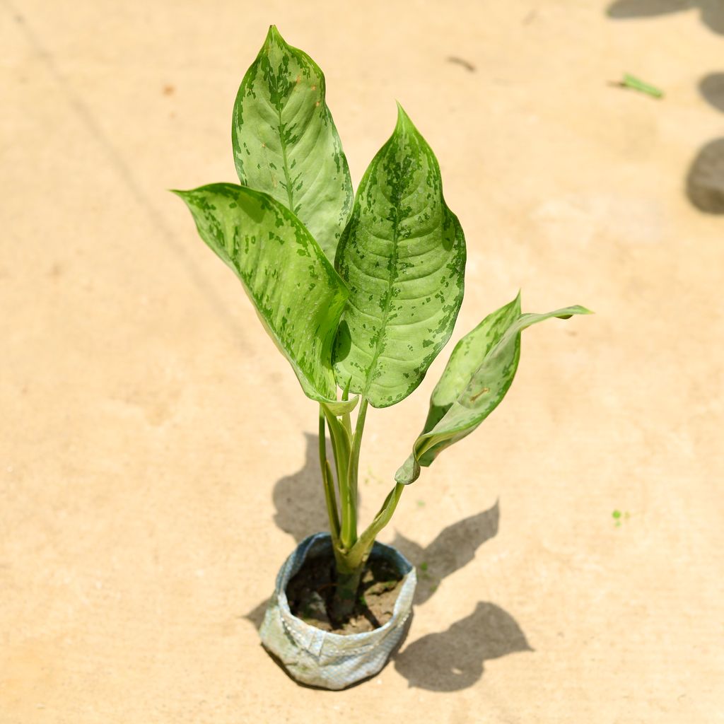 Aglaonema Dove in 4 Inch Nursery Bag