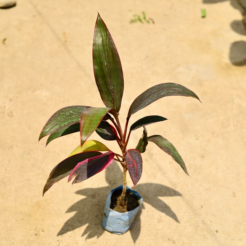 Dracaena Mahatma in 4 Inch Nursery Bag