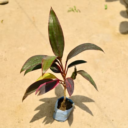 Buy Dracaena Mahatma  in 4 Inch Nursery Bag Online | Urvann.com