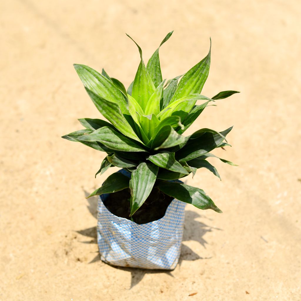 Dracaena Compacta in 4 Inch Nursery Bag