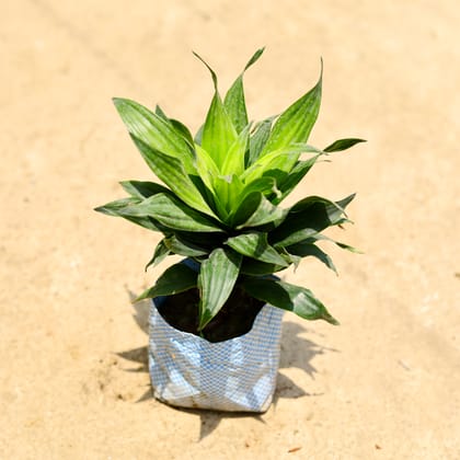 Buy Dracaena Compacta in 4 Inch Nursery Bag Online | Urvann.com