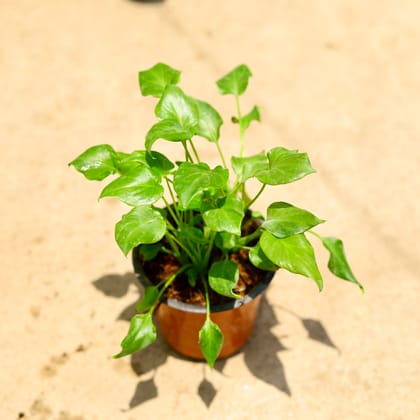 Buy Xanadu green in 4 Inch Nursery Pot Online | Urvann.com