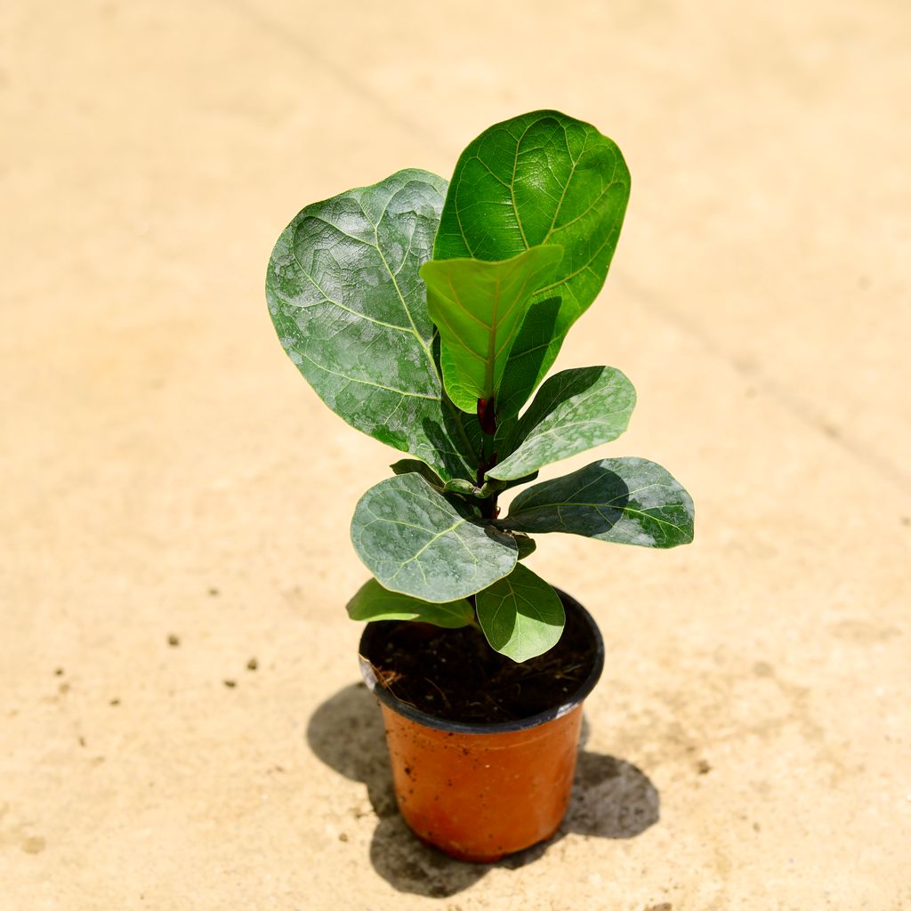 Fiddle Leaf Fig / Ficus Lyrata in 4 Inch Nursery Pot